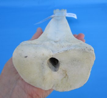 24-1/2 inches Real African Giraffe Metacarpal Leg Bone for $119.99