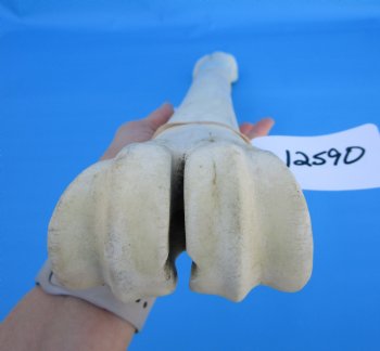 24-1/2 inches Real African Giraffe Metacarpal Leg Bone for $119.99