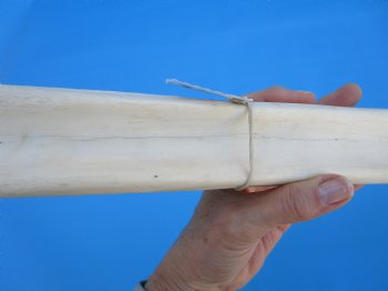 24-1/2 inches Real African Giraffe Metacarpal Leg Bone for $119.99