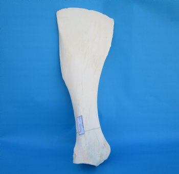 24-1/2 X 9-1/2 inches Real African Giraffe Shoulder Blade Bone  - Buy this one for $59.99