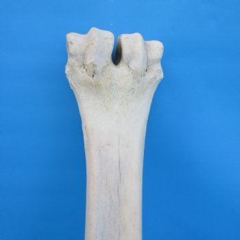 24-1/2 inches Giraffe Metatarsal Leg Bone for $119.99