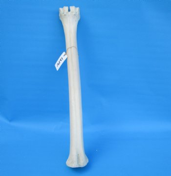 24-1/2 inches Giraffe Metatarsal Leg Bone for $119.99