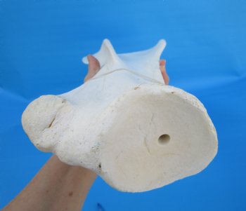 24-1/2 X 9-1/2 inches Real African Giraffe Shoulder Blade Bone  - Buy this one for $59.99