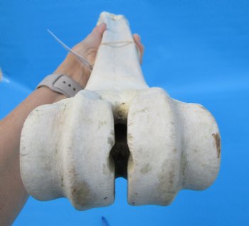 24-1/2 inches Giraffe Metatarsal Leg Bone for $119.99