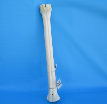 25-1/2 inches Real Giraffe Metatarsal Leg Bone for $119.99