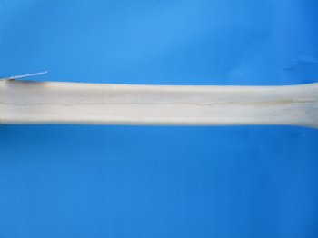 25-1/2 inches Real Giraffe Metatarsal Leg Bone for $119.99