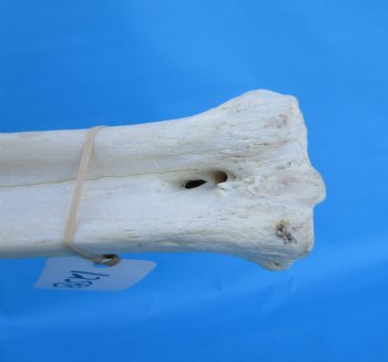 25-1/2 inches Real Giraffe Metatarsal Leg Bone for $119.99