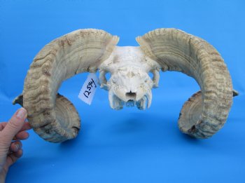 African Merino Sheep/Ram Skull with 25 and 26 inches Horns - Buy for $169.99