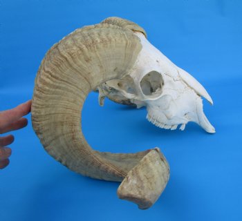 African Merino Sheep/Ram Skull with 25 and 26 inches Horns - Buy for $169.99