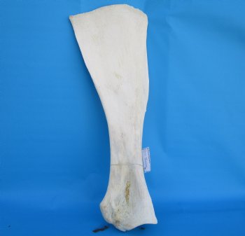 26-1/2 X 9-1/2 inches Real African Giraffe Shoulder Blade Bone  - Buy this one for $59.99
