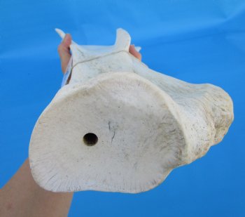 26-1/2 X 9-1/2 inches Real African Giraffe Shoulder Blade Bone  - Buy this one for $59.99