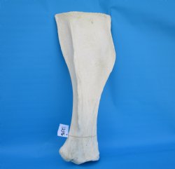 26 X 10 inches Real...