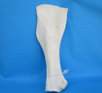26 X 10 inches Real African Giraffe Shoulder Blade Bone  - Buy this one for $59.99