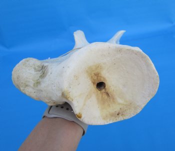 26 X 10 inches Real African Giraffe Shoulder Blade Bone  - Buy this one for $59.99