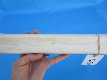 24 inches Real African Giraffe Metacarpal Leg Bone for $119.99