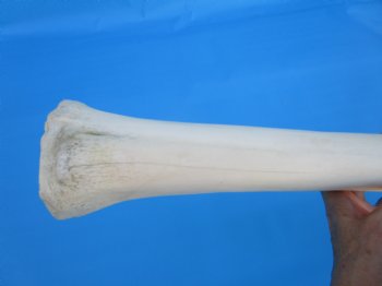 24 inches Real African Giraffe Metacarpal Leg Bone for $119.99
