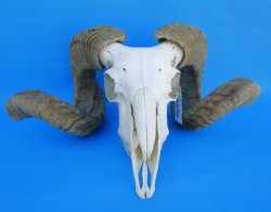 African Merino Sheep/Ram Skull with 26-1/2 and 27 inches Horns - Buy for $174.99