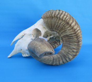 African Merino Sheep/Ram Skull with 26-1/2 and 27 inches Horns - Buy for $174.99
