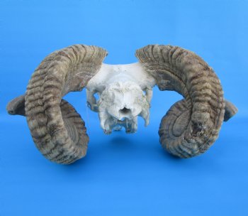 African Merino Sheep/Ram Skull with 26-1/2 and 27 inches Horns - Buy for $174.99