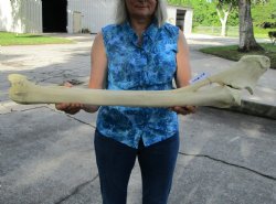 33-3/4 inches Afric...