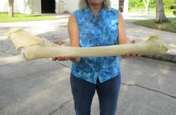 33-3/4 inches African Giraffe Radius Bone with Ulna for $159.99