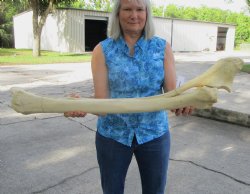 35-1/2 inches Afric...