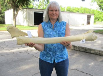 35-1/2 inches African Giraffe Radius Bone with Ulna for $159.99