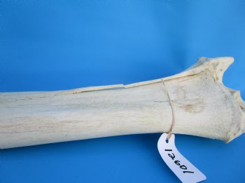 35-1/2 inches African Giraffe Radius Bone with Ulna for $159.99