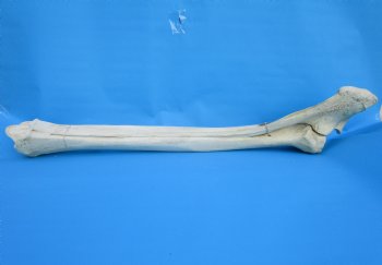 35-1/2 inches African Giraffe Radius Bone with Ulna for $159.99