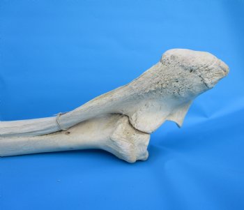 35-1/2 inches African Giraffe Radius Bone with Ulna for $159.99
