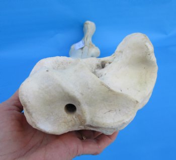 35-1/2 inches African Giraffe Radius Bone with Ulna for $159.99