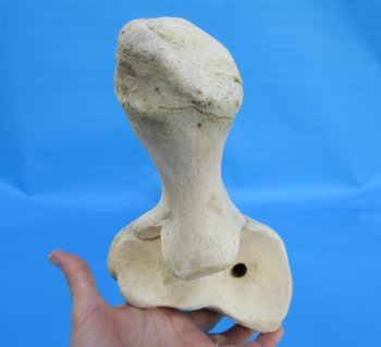 35-1/2 inches African Giraffe Radius Bone with Ulna for $159.99
