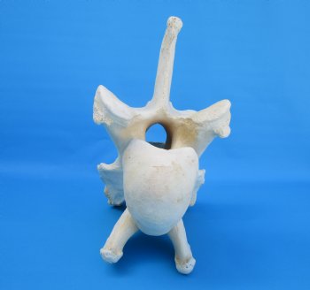 12-1/2 inches African Giraffe Neck Vertebra Bone for $64.99 