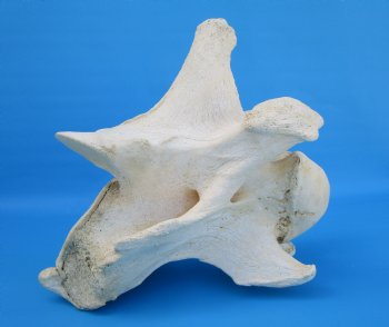 12-1/2 inches African Giraffe Neck Vertebra Bone for $64.99 