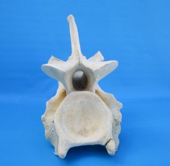12-1/2 inches African Giraffe Neck Vertebra Bone for $64.99 