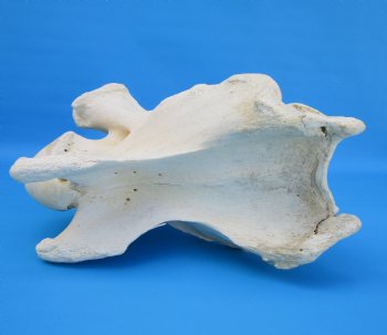 12-1/2 inches African Giraffe Neck Vertebra Bone for $64.99 