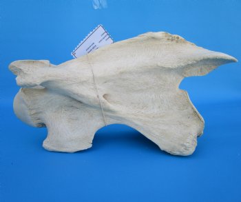 13-1/2 inches African Giraffe Neck Vertebra Bone for $64.99 