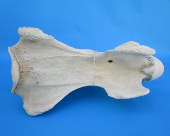 13-1/2 inches African Giraffe Neck Vertebra Bone for $64.99 