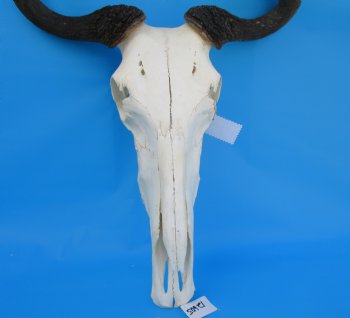 19-1/4 inches wide Blue Wildebeest Skull <font color=red> Discount Grade B</font> for $89.99