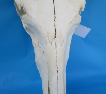 19-1/4 inches wide Blue Wildebeest Skull <font color=red> Discount Grade B</font> for $89.99
