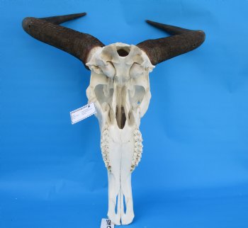 19-1/4 inches wide Blue Wildebeest Skull <font color=red> Discount Grade B</font> for $89.99