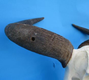 19-1/4 inches wide Blue Wildebeest Skull <font color=red> Discount Grade B</font> for $89.99