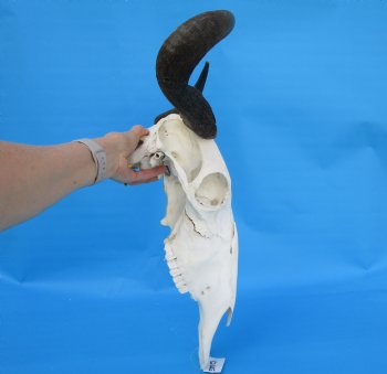 19-1/4 inches wide Blue Wildebeest Skull <font color=red> Discount Grade B</font> for $89.99
