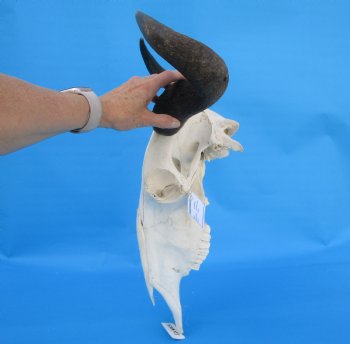 19-1/4 inches wide Blue Wildebeest Skull <font color=red> Discount Grade B</font> for $89.99