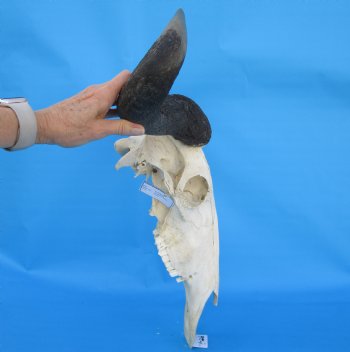 23-1/4 inches wide Large African Blue Wildebeest Skull and Horns - Buy for $114.99