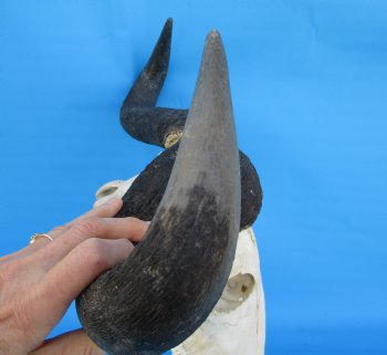 23-1/4 inches wide Large African Blue Wildebeest Skull and Horns - Buy for $114.99
