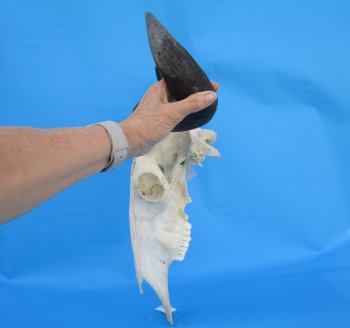 23-1/4 inches wide Large African Blue Wildebeest Skull and Horns - Buy for $114.99