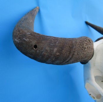20 inches wide African Blue Wildebeest Skull and Horns - Buy this for $104.99