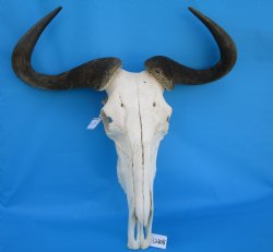 25-1/2 inches wide ...