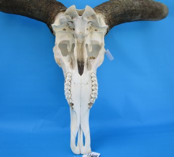 25-1/2 inches wide Large African Blue Wildebeest Skull and Horns for $114.99